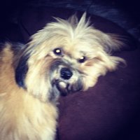 Toby