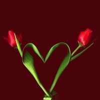 Corazón de Tulipán