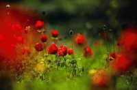 Puntos rojos
