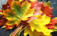 Autum leaves
