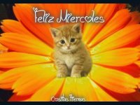 Feliz miércoles