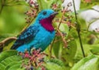 bird