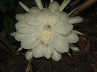 Reina de la Noche
