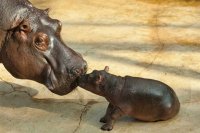 ternura de madre e hijo