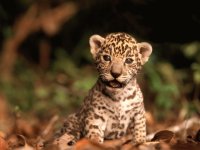 otro tigre