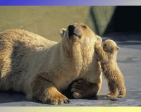 animalitoss