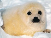 baby seal