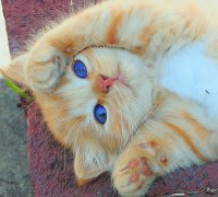 gatito
