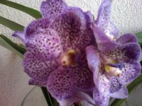 Vanda