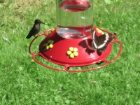 Hummingbird feeder