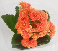 Florzinha