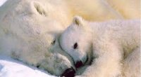 Animales en peligro de extinción