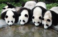 Animales en peligro de extinción