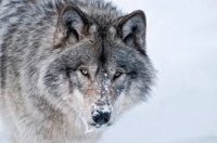 Animales en peligro de extinción