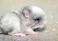 Animales en peligro de extinción