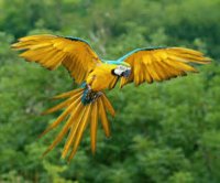 Animales en peligro de extinción