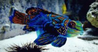 Animales en peligro de extinción