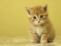 gatito amarillo