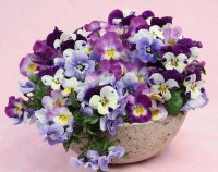 flores - amor perfeito