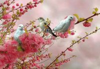 pajaros