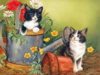 gatos
