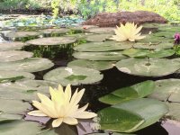 Jardines de México 2