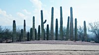 Jardines de México 8