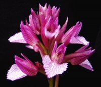 Orchis Papilionacea