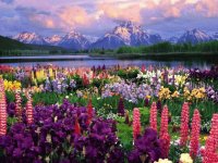 flores raras
