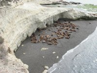 Lobería en Punta Loma. Chubut. Argentina