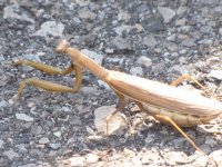 Preying Mantis