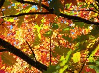 autumn-133