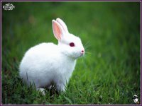 conejo