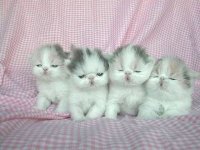 babys