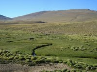 Llano Grande. Mendoza. Argentina
