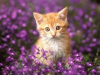 gatito entre flores