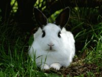 hermoso conejo