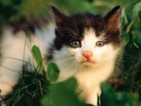 gatito