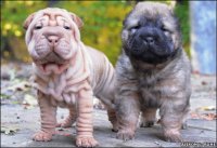 cachorros de sharpei