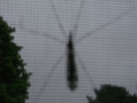 Big bug on the screen LJ