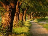 Camino en el bosque