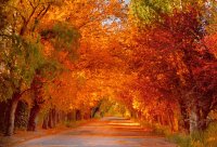 Otoño en Mendoza. Argentina