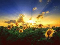 Sunlight