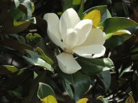 Magnolia Blossom