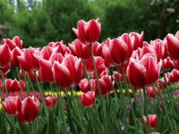 Tulipanes en primavera