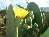 flor amarilla de tunas