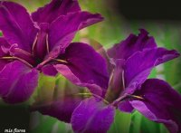 orchids