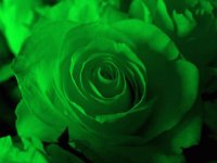 Verde rosa