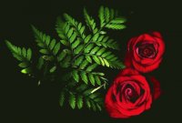 Rosas