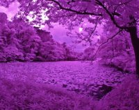 Bosque morado
